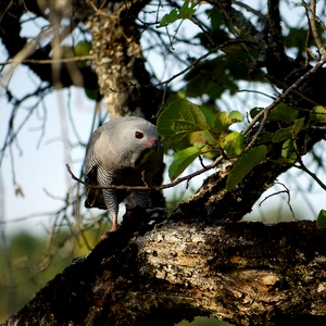 Un rapace sur un arbre déchiquète sa proie. - Rwanda  - collection de photos clin d'oeil, catégorie animaux